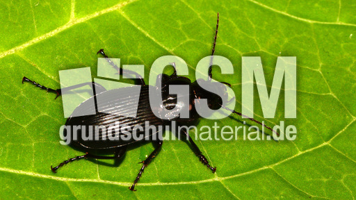 Gemeiner Grabkäfer (4).jpg